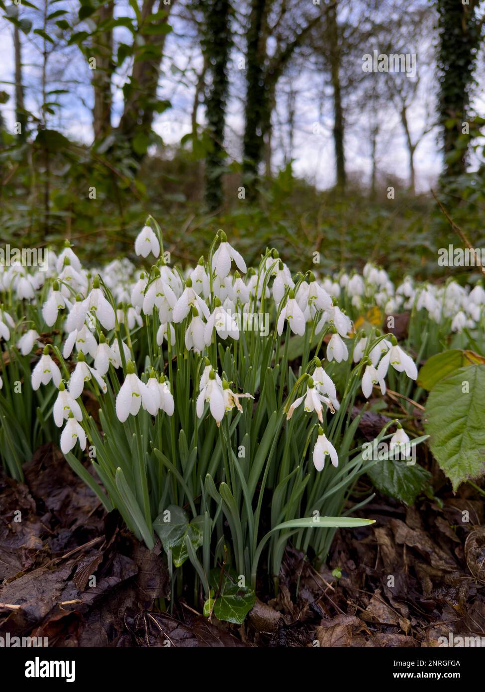 Snowdrops at Castle Ward, County Down, Northern Ireland Stock Photo