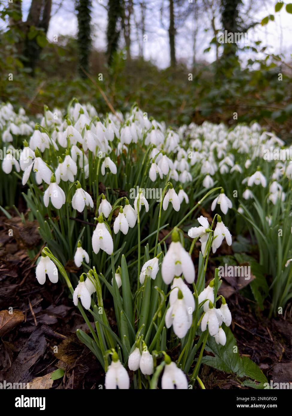Snowdrops at Castle Ward, County Down, Northern Ireland Stock Photo