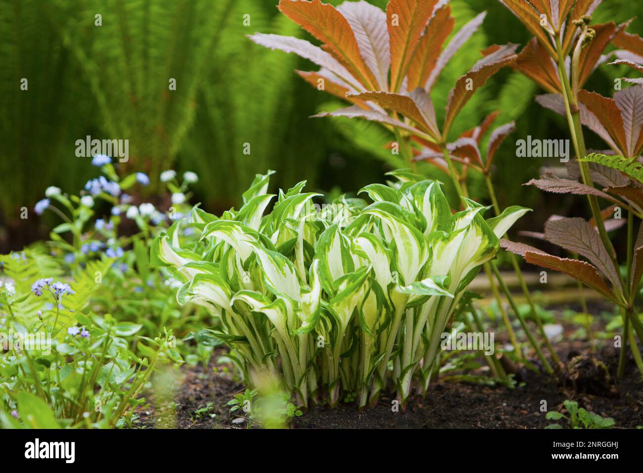 hosta flowers at the garden. Plantain lily foliage plant. ornamental