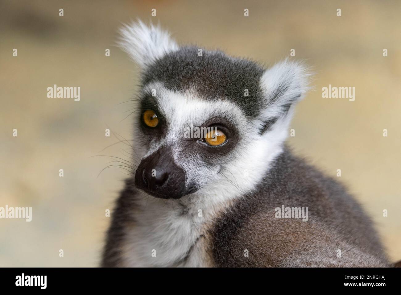 Meet Willow, the adorable ringtailed lemur at Howletts Zoo. With her