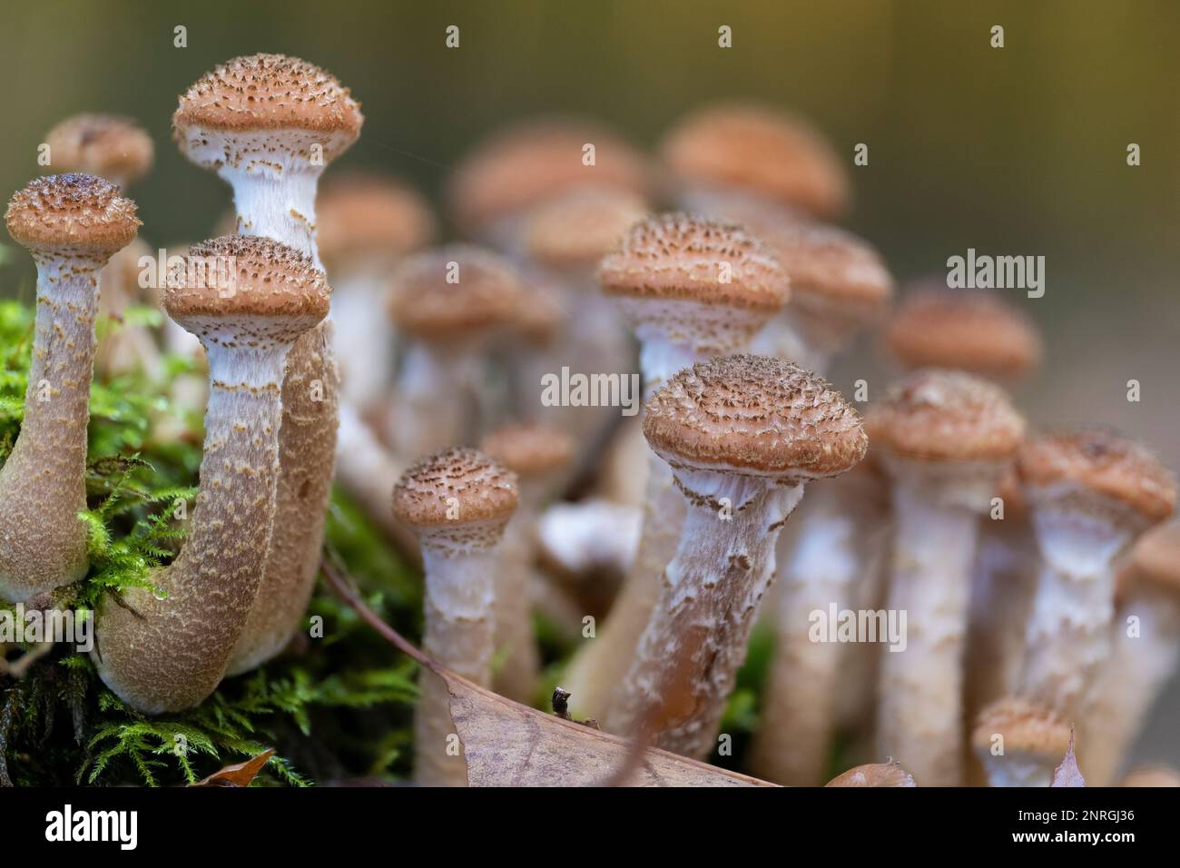 A group of young honey mushrooms (Armillaria ostoya). The consumption