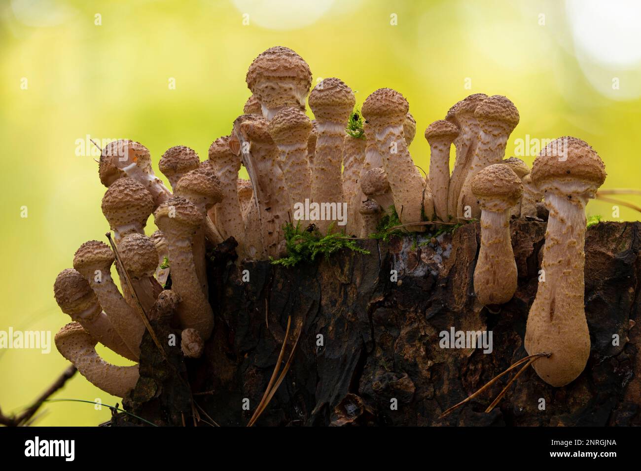 A group of young honey mushrooms (Armillaria ostoya). The consumption