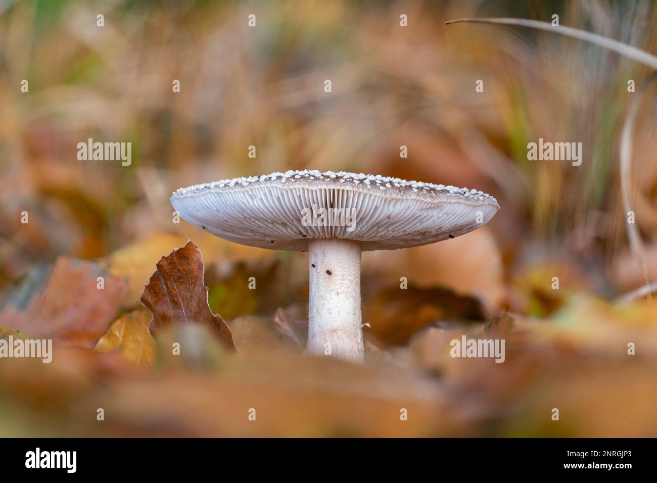 A closeup of an edible blusher mushroom (Amanita rubescens) in the autumn season Stock Photo