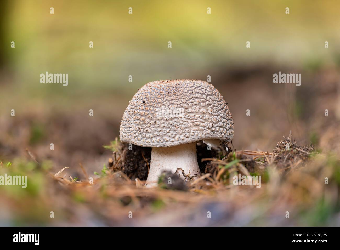 A closeup of an edible blusher mushroom (Amanita rubescens) in the autumn season Stock Photo