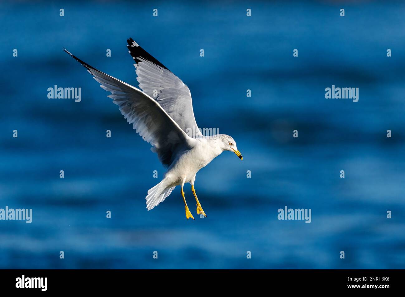 King Pigeon  : Soar Above with Majestic Feathers