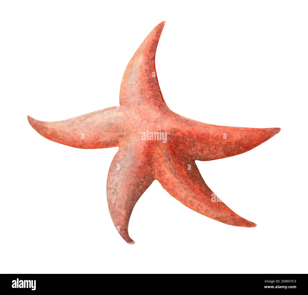 Starfish watercolor illustration isolated on white background Stock ...
