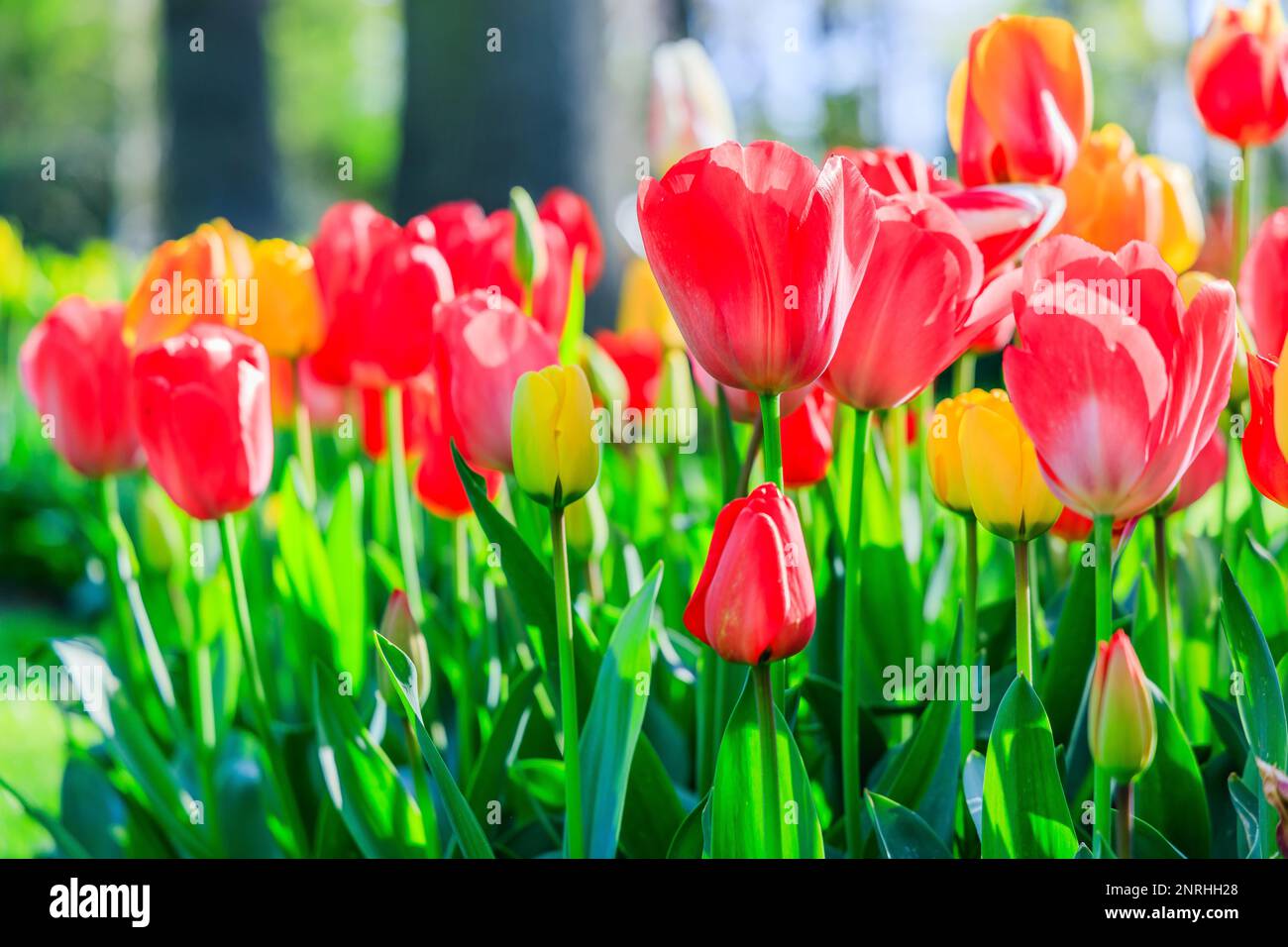 Blooming colorful tulips at the public flower garden. Lisse, Holland, Netherlands. Stock Photo