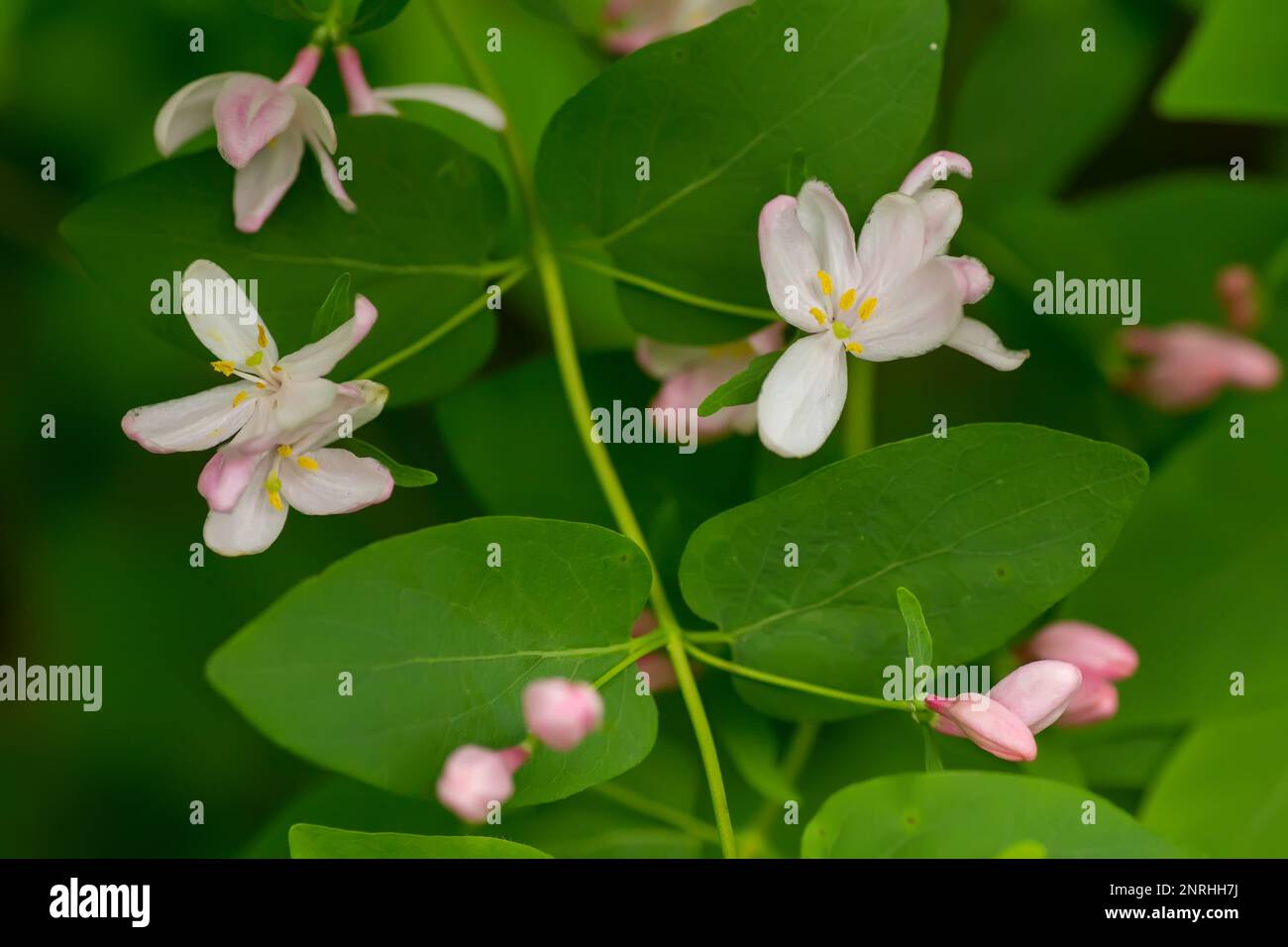 Wild blooming bush Lonicera tatarica, Tatarian honeysuckle with pink flowers. Honey plant of Europe and Ukraine The use of medicinal herbs for the pre Stock Photo