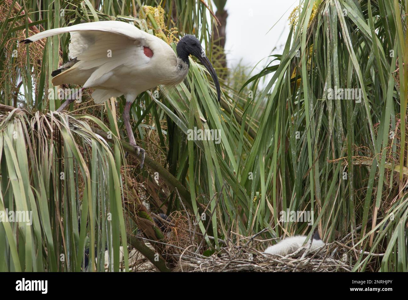 Australian White Ibis at its nest in a palm tree caring for a single chick. Stock Photo