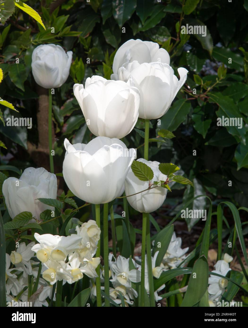 Tulip white triumphator Stock Photo