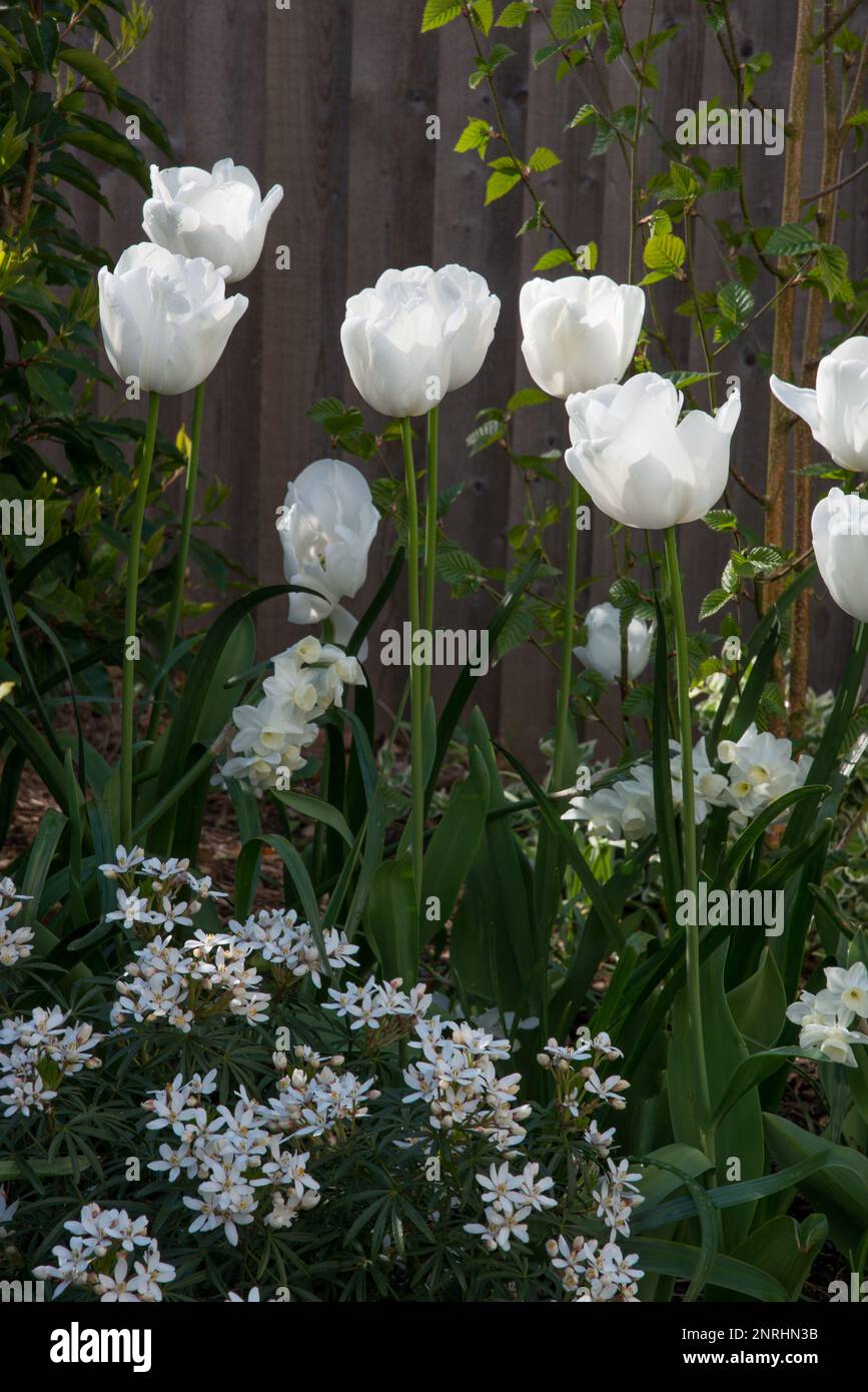 Tulip white triumphator Stock Photo