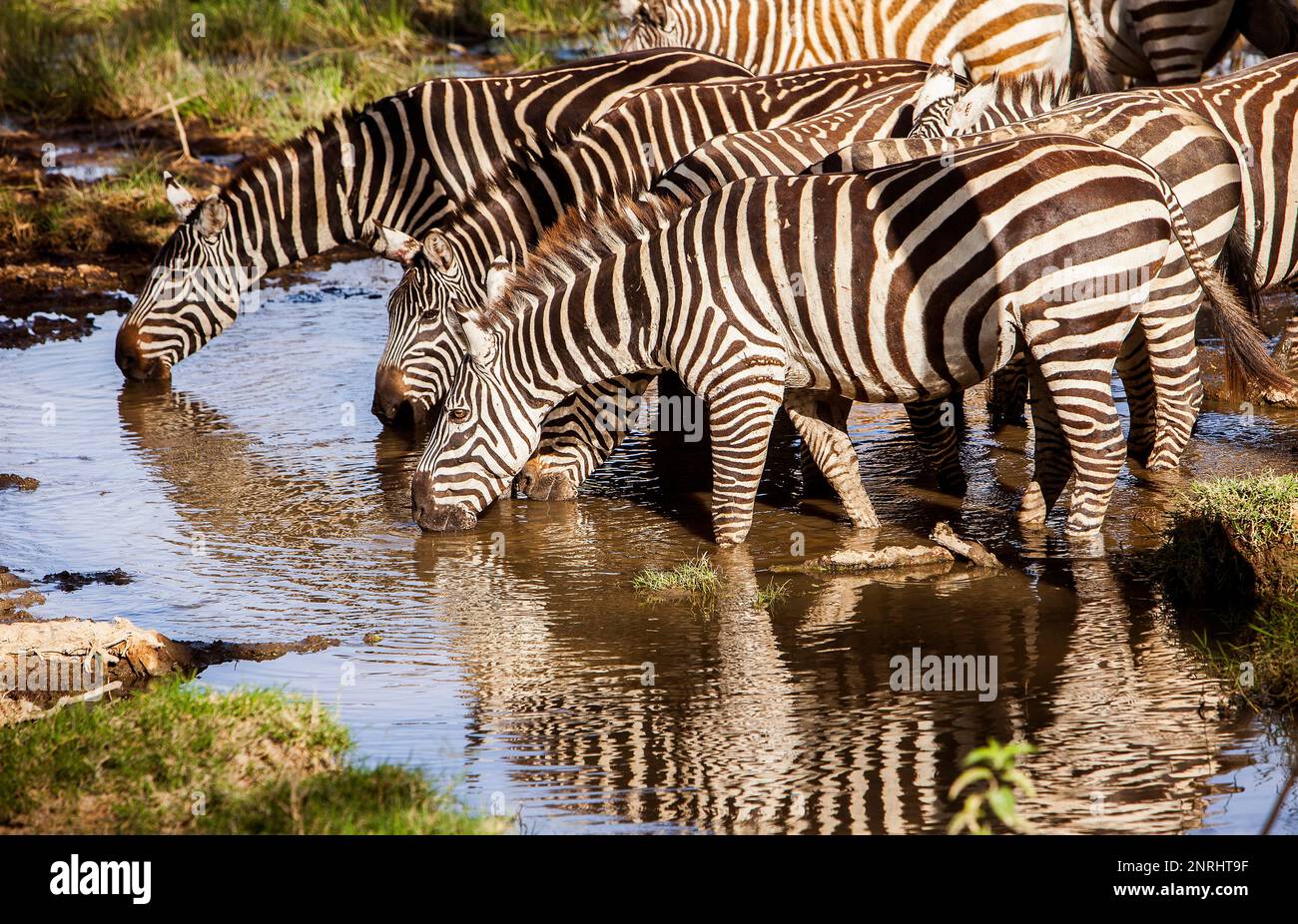Plains Zebra Equus Quagga Lake Nakuru National Park Kenya Stock plains-zebra-equus-quagga-lake-nakuru-national-park-kenya-stock