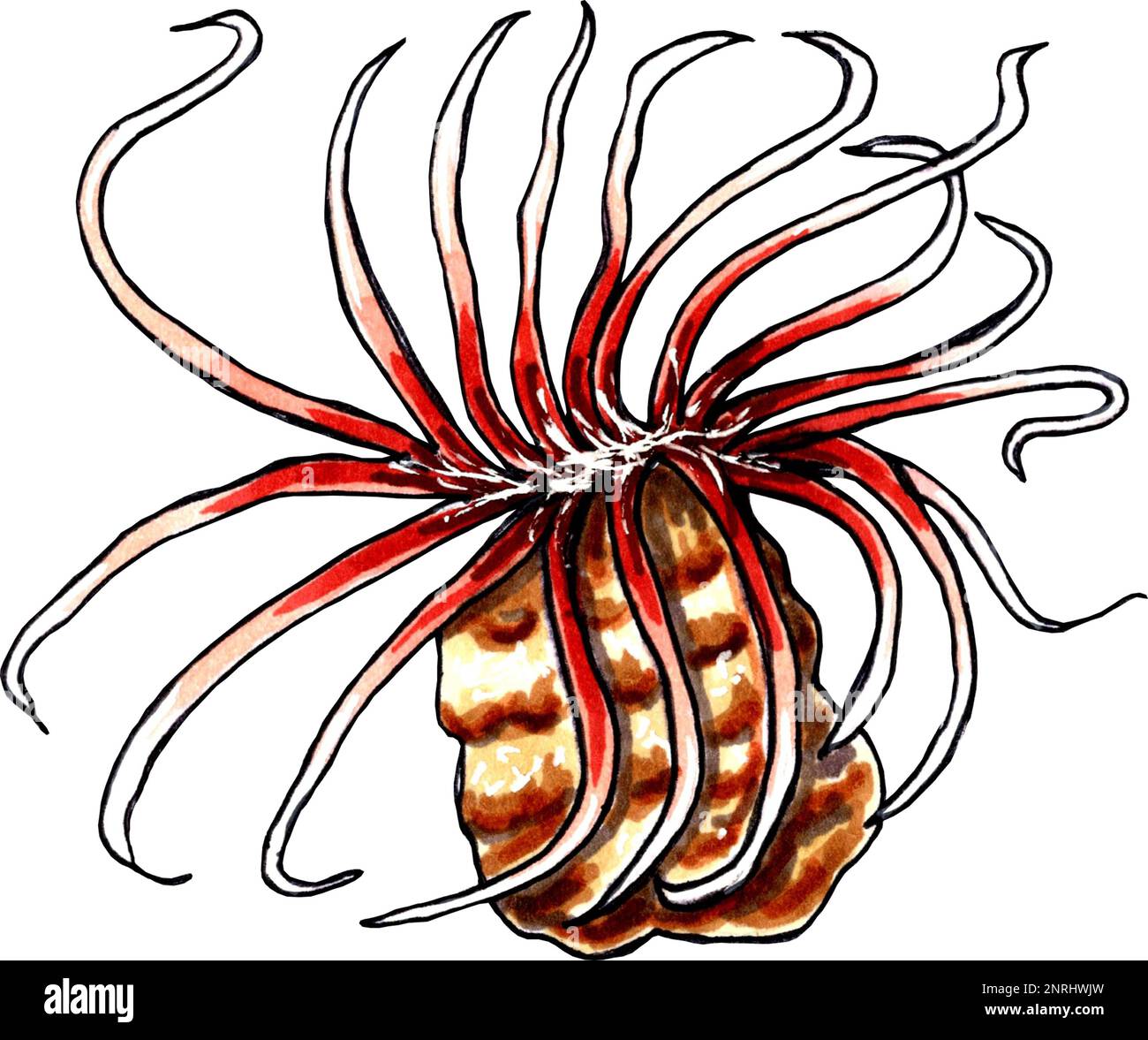 Ocean coral brown-red color. JPEG illustration marine animals Stock