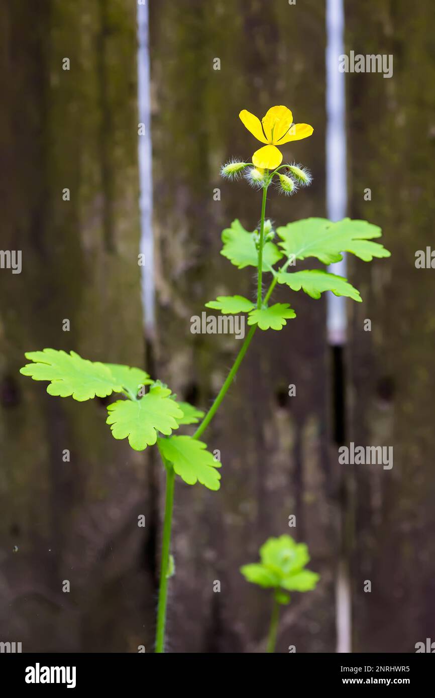 Chelidonium majus, nipplewort, swallowwort or tetterwort yellow flowers Stock Photo