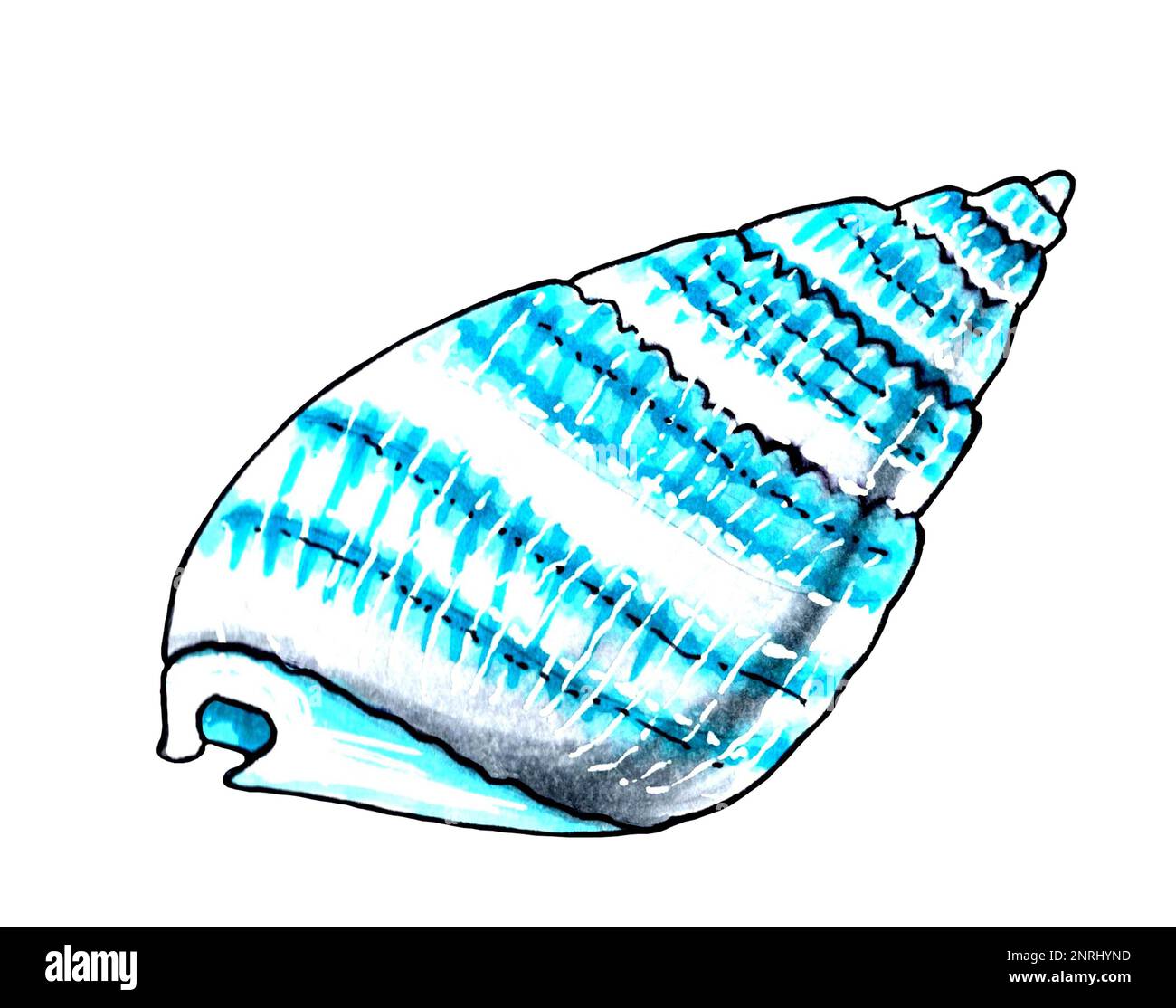 Swirling wavy seashell with stripes aqua color. JPEG illustration