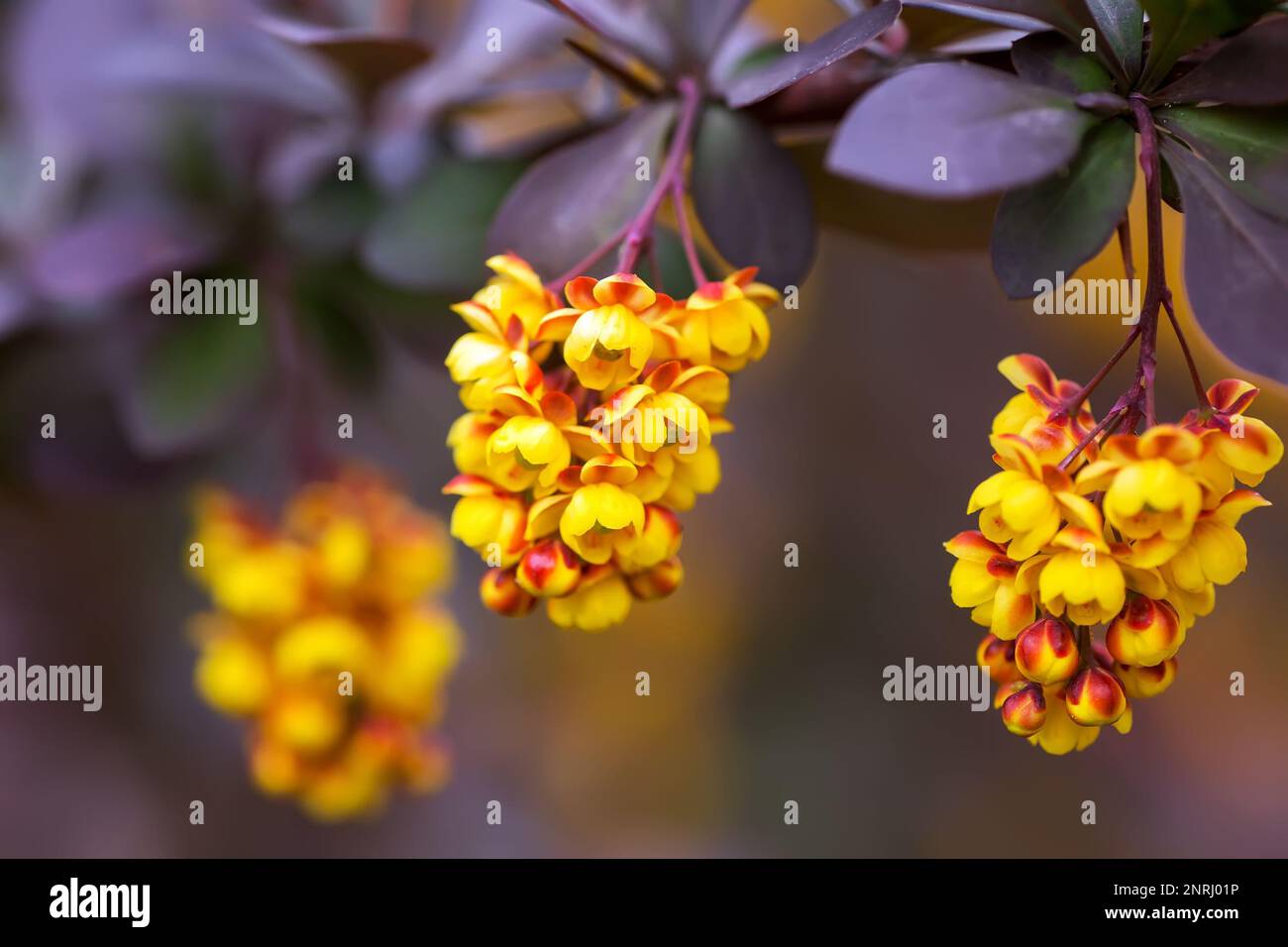 Berberis thunbergii, Japanese or red barberry yellow flowers in spring. flowering of Thunberg's barberry. Stock Photo