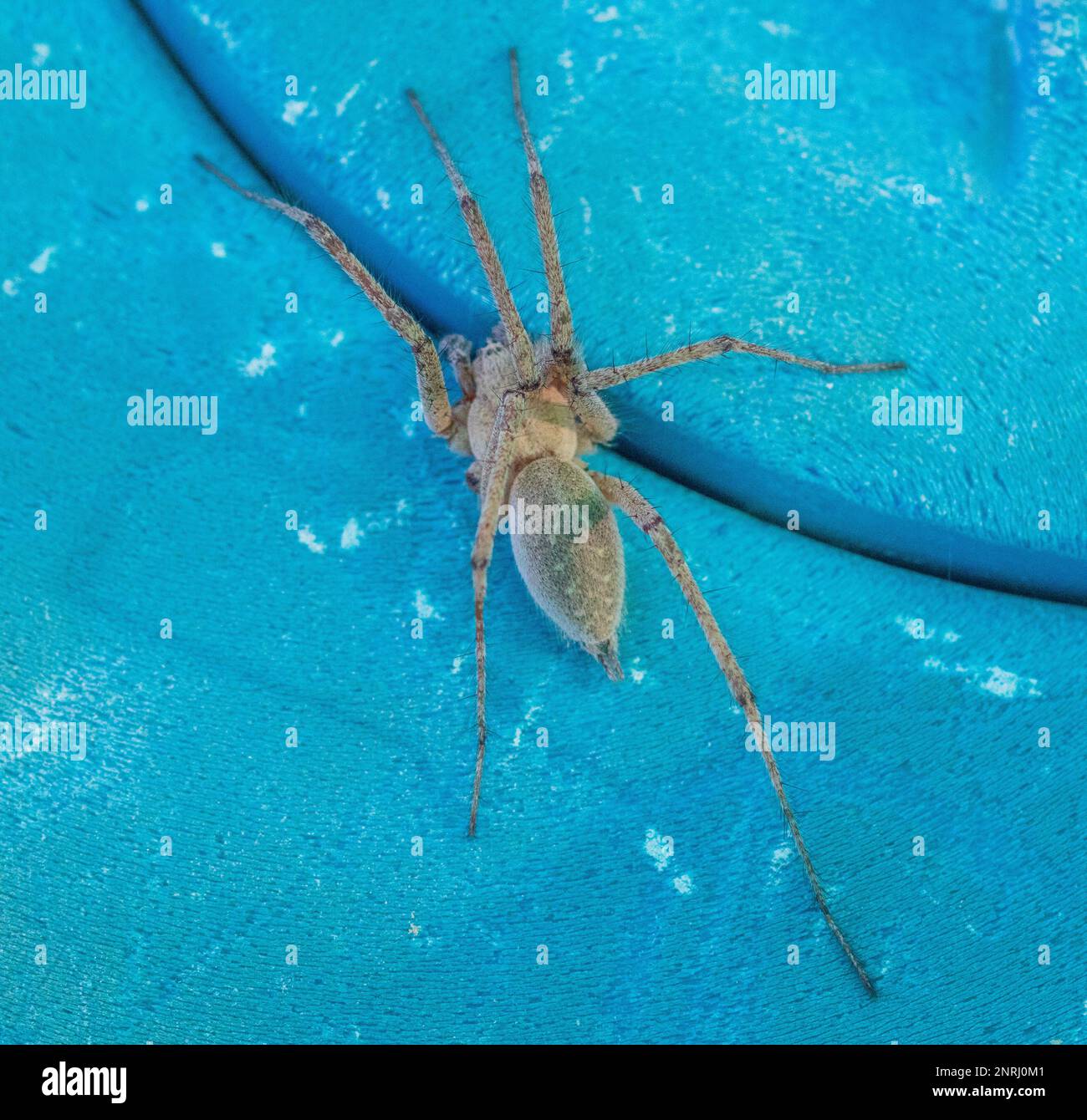 Agelena labyrinthica, Labyrinth Spider Stock Photo