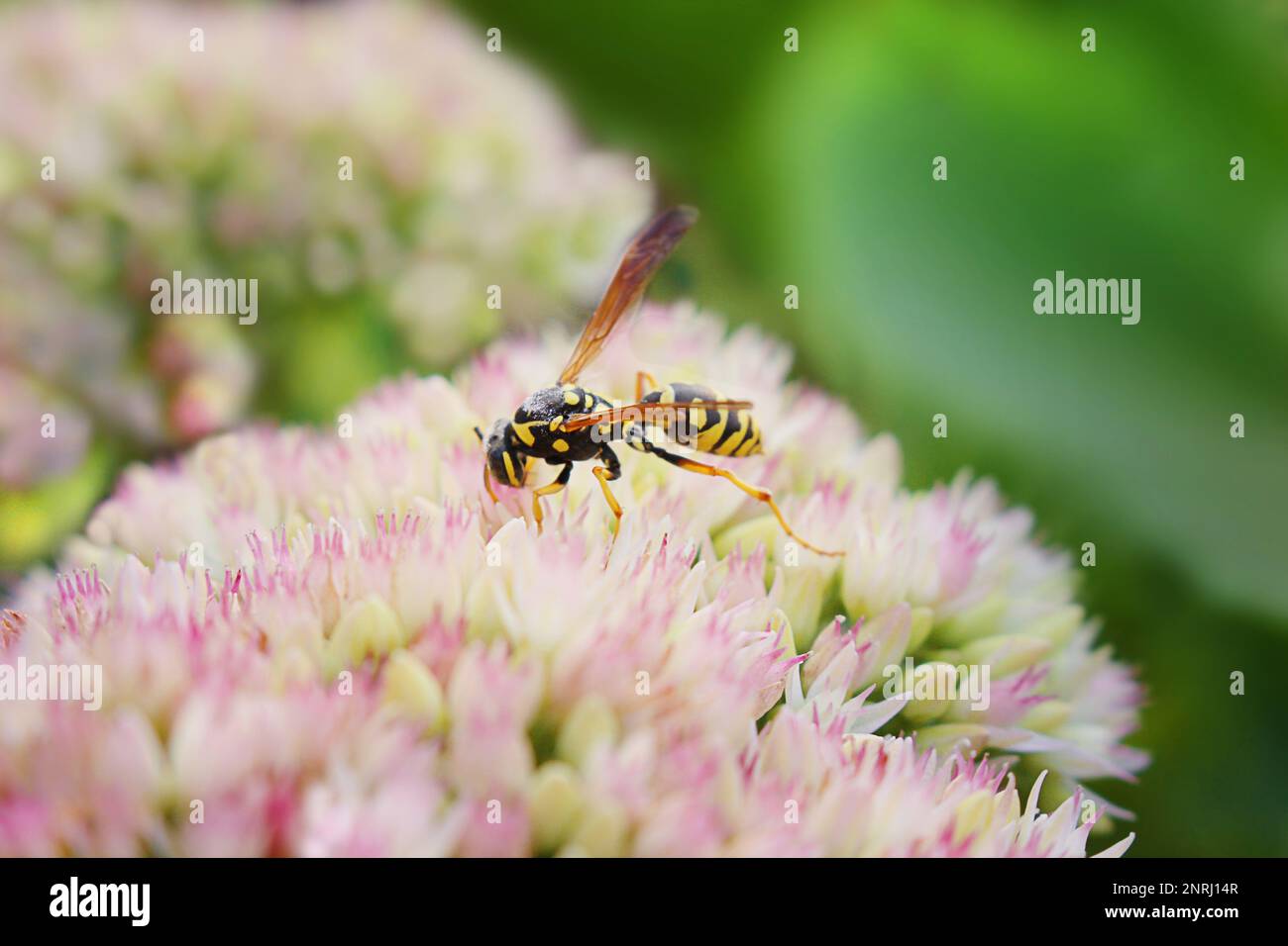 Striped wasp collects nectar on garden pink flower. Pollination. Plant Sedum at sunny day. Selective focus. Macro. Flower card. Summer. Copy space Stock Photo