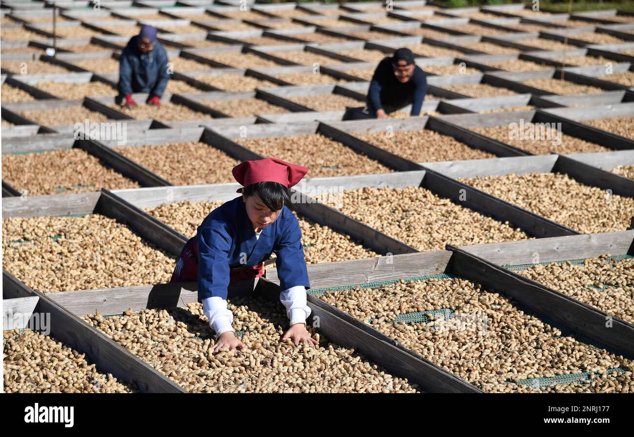 Farmers dry raw peanuts on a rack to get rid of moisture after