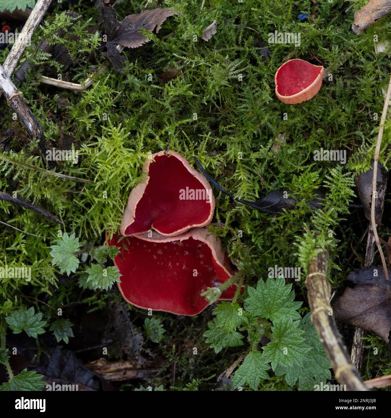 Scarlet Elf Cup fungus in the New Forest Stock Photo