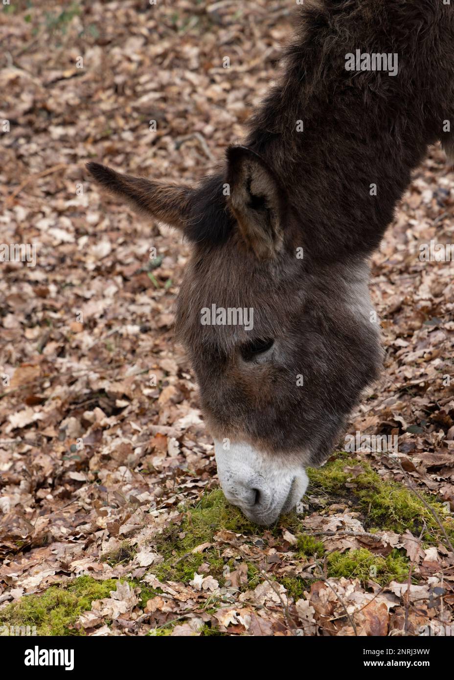 A single donkey stands in woodland in the New Forest Stock Photo
