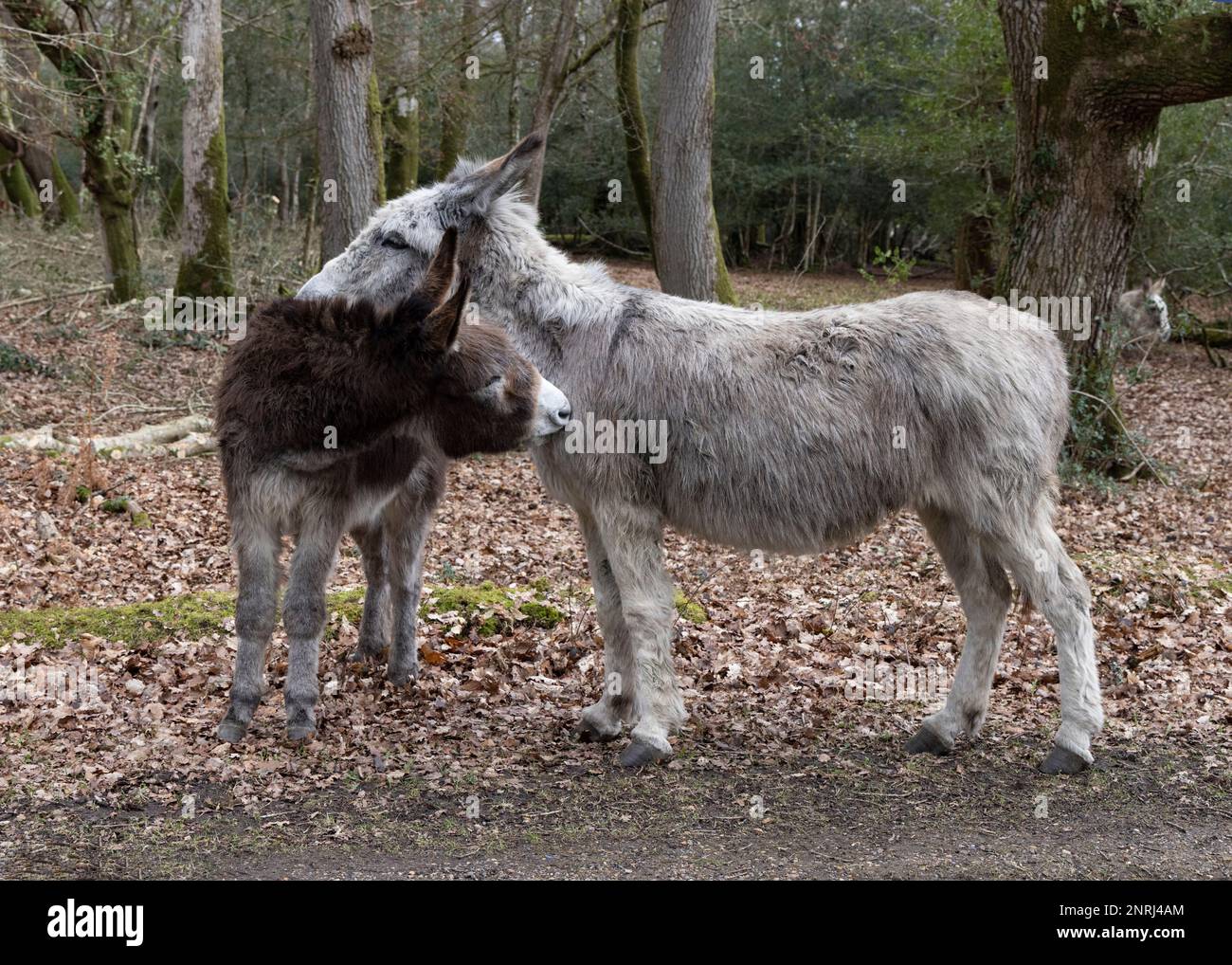 Two donkeys nuzzle each other in New Forest woodland Stock Photo