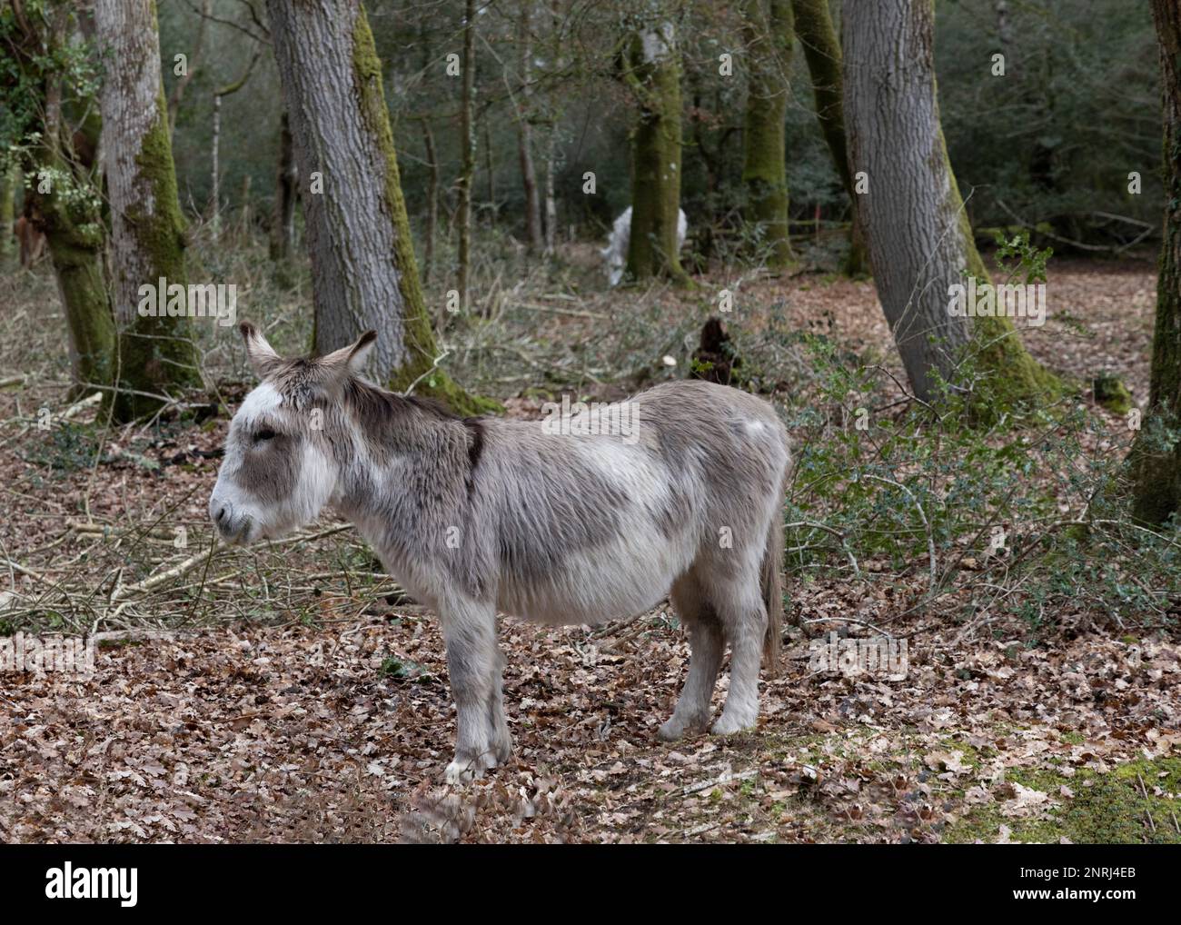 A single donkey stands in woodland in the New Forest Stock Photo