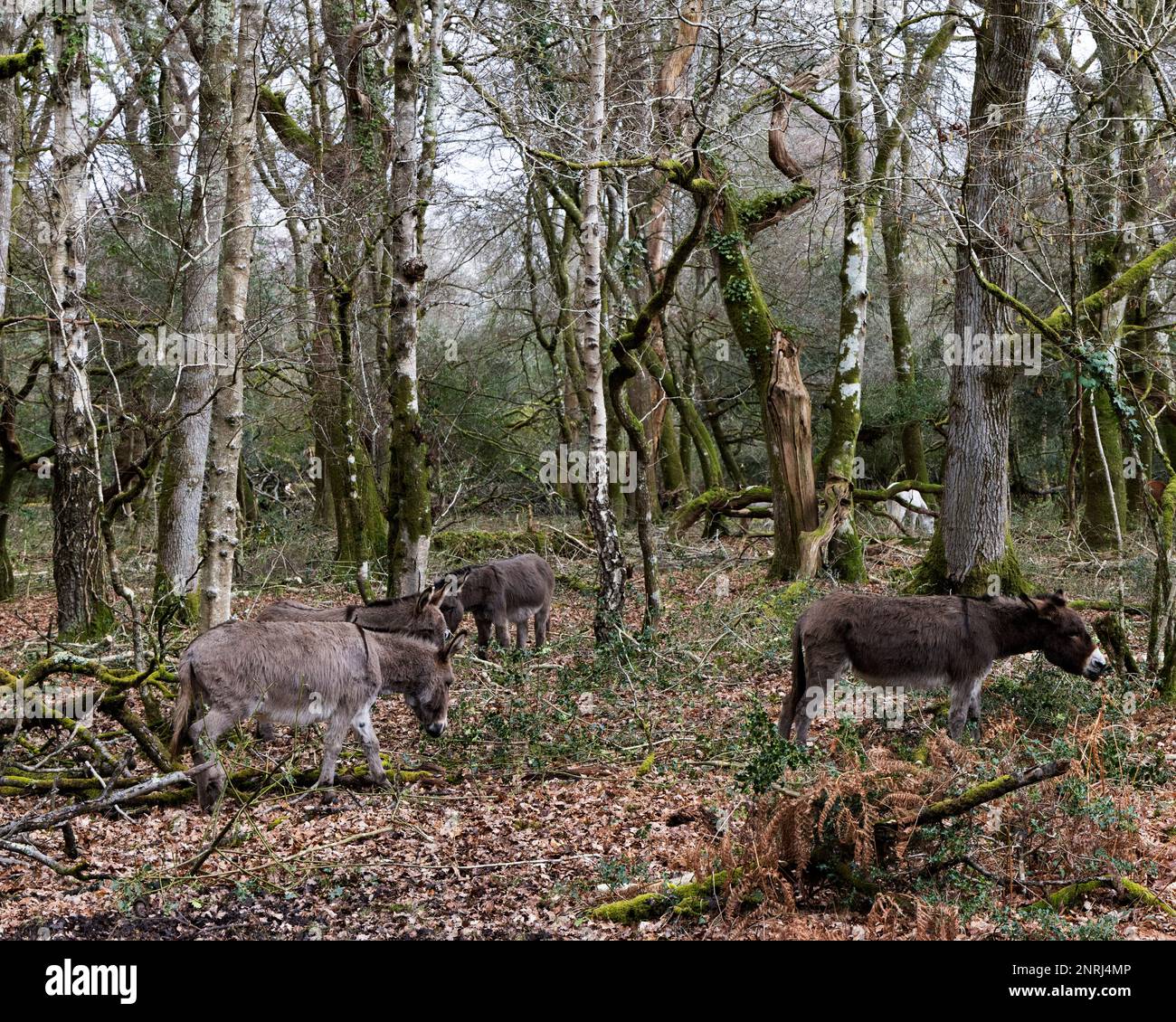 A small herd of donkeys graze in woodland in the New Forest Stock Photo