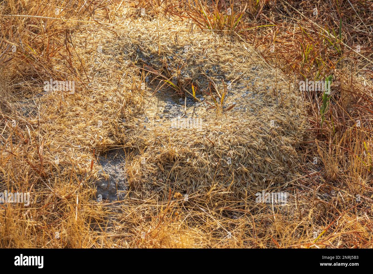 Ant Hill, Messor, Smooth Harvester Ant Discarded Seed husk Stock Photo
