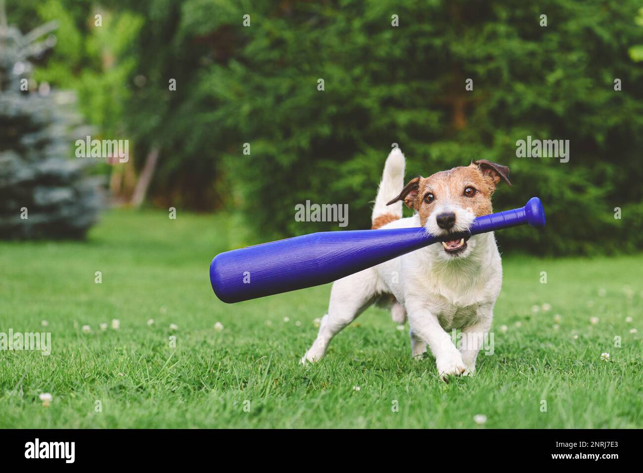 Dog holding in mouth kid's baseball bat trying to make swing. Funny baseball player on grass