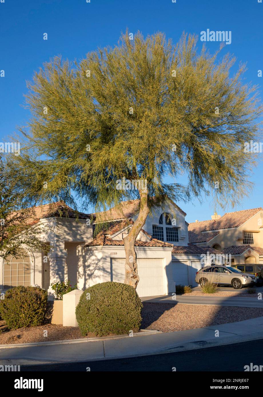 In this Thursday, Nov. 7, 2019, photo, the palo verde tree, seen 