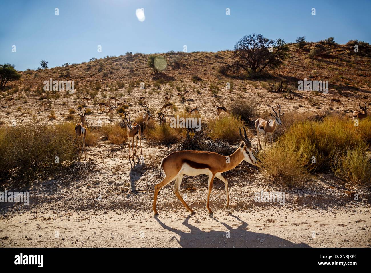 Springbok group in backlit wide angle view in Kgalagari transfrontier