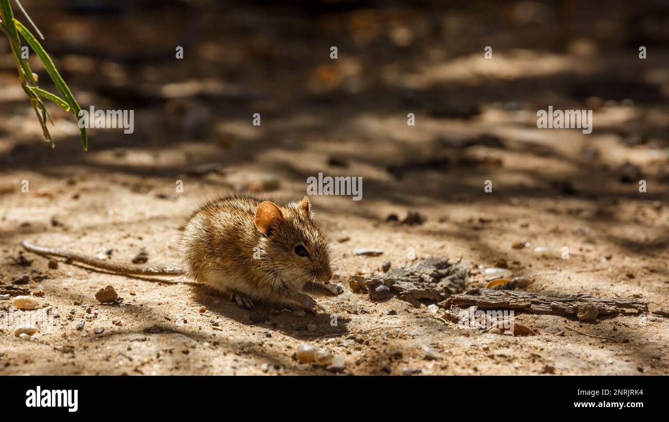 Rhabdomys eating seed on the ground  in Kgalagadi transfrontier park, South Africa ; specie Rhabdomys pumilio family of Muridae Stock Photo