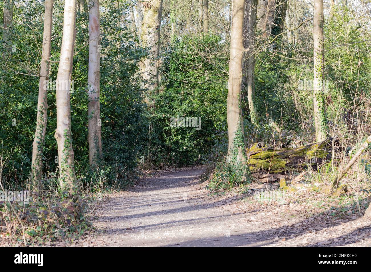 Pathway leading through woodland, England, UK Stock Photo