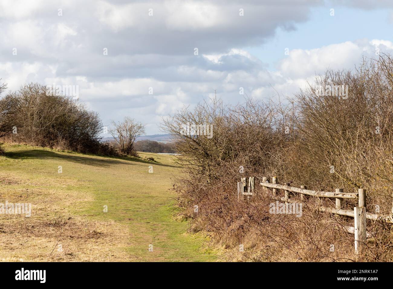 View of the countryside trees and grass in Dorset, England, UK on a sunny winter morning. Stock Photo
