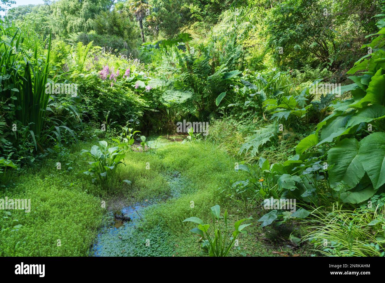 Water feature and plants Abbotsbury Subtropical Gardens, Dorset England UK, July 2022 Stock Photo