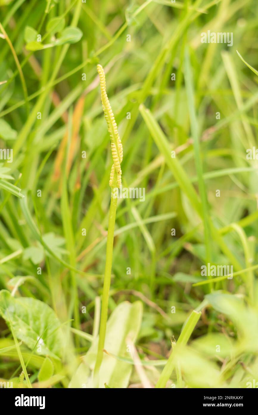 Adder's tongue fern (Ophioglossum vulgatum) growing on a nature reserve in the Herefordshire UK countryside. July 2022 Stock Photo