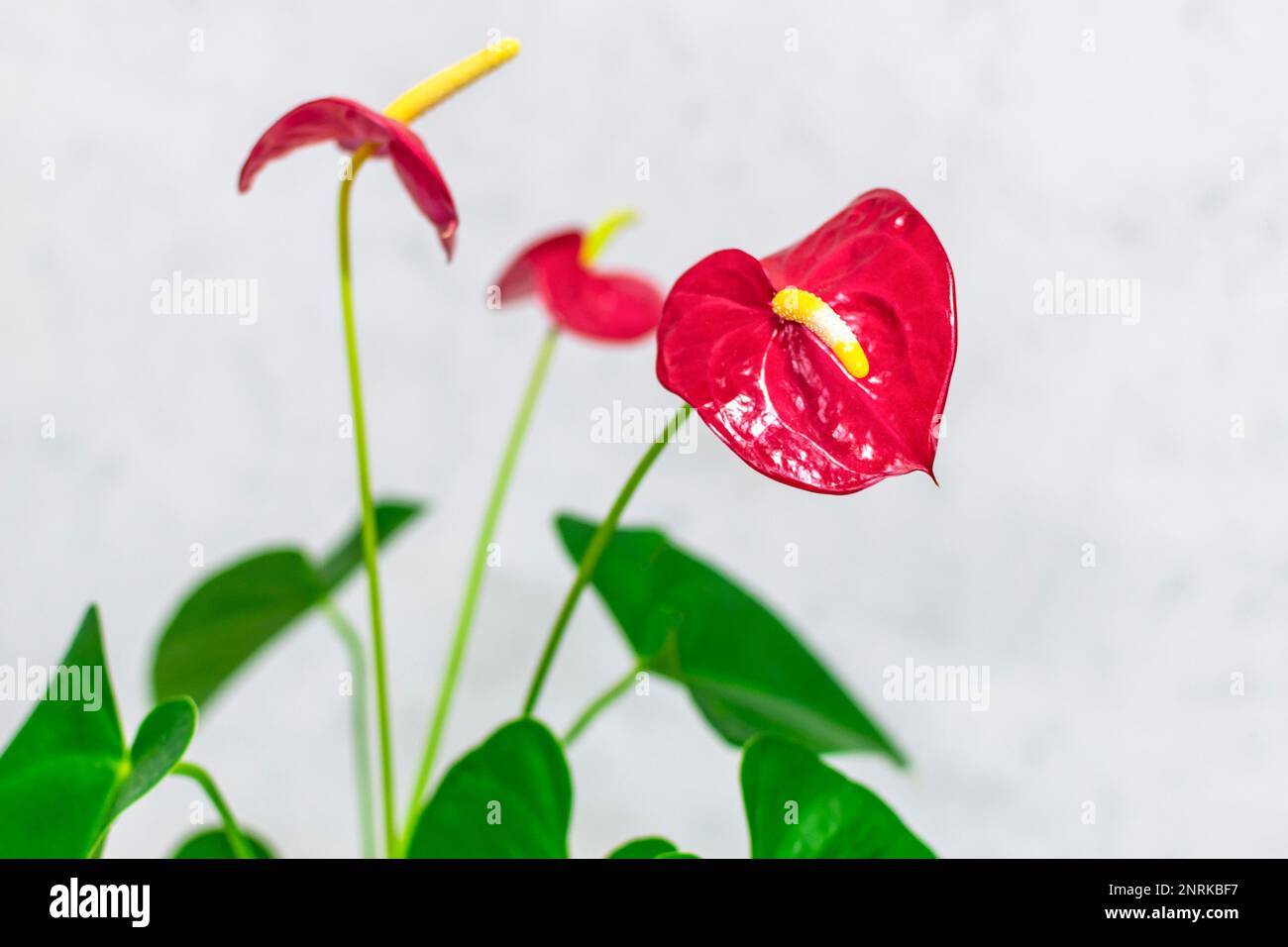 House plant Anthurium in white flowerpot isolated on gray background  Anthurium is heart - shaped flower Flamingo flowers or Anthurium  andraeanum, Araceae or Arum symbolize hospitality Stock Photo - Alamy