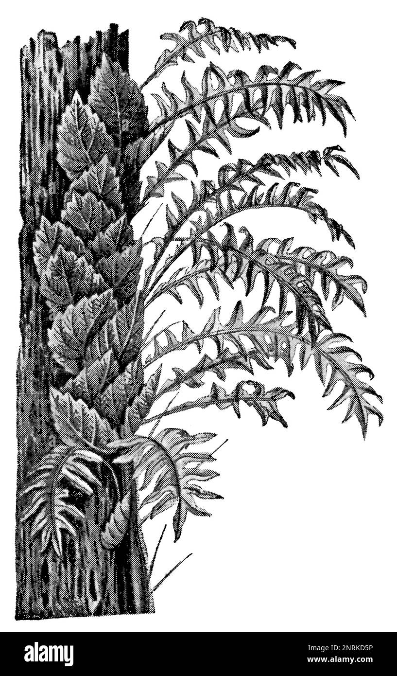 A tropical plant Aglaomorpha quercifolia. Publication of the book 'Meyers Konversations-Lexikon', Volume 2, Leipzig, Germany, 1910 Stock Photo