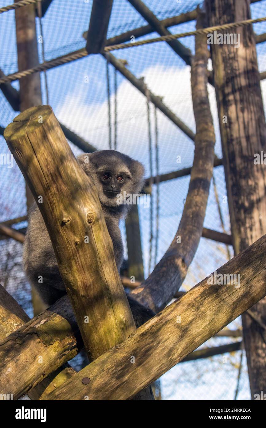 Meet the playful Javan gibbons at Howletts Zoo! These small apes are