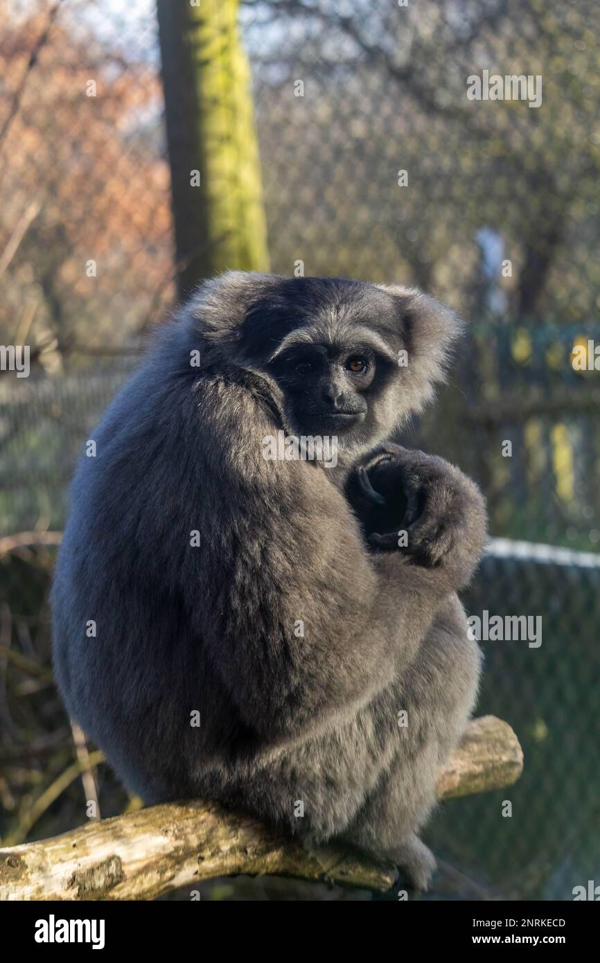 Meet the playful Javan gibbons at Howletts Zoo! These small apes are