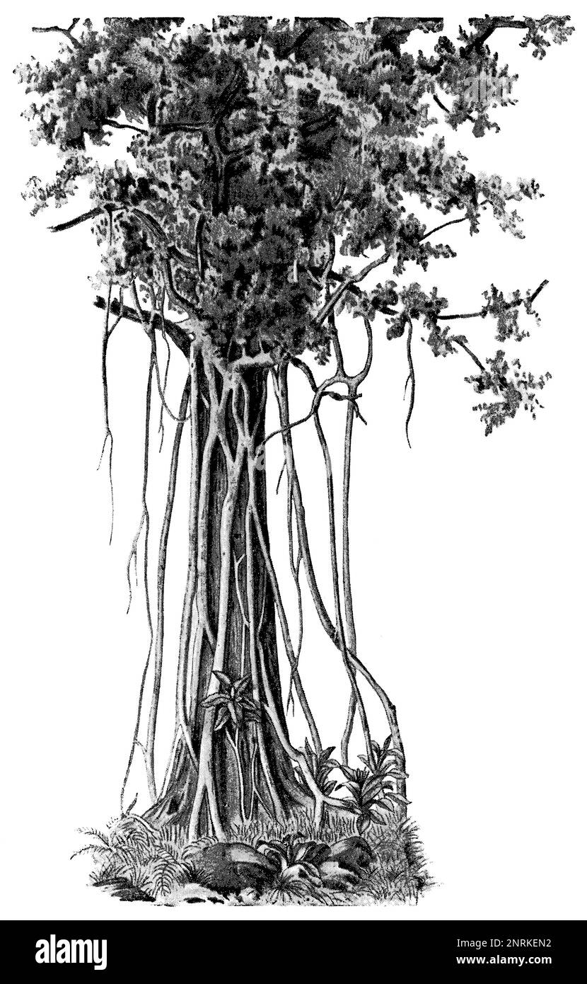 20 Pipal Tree Illustrations RoyaltyFree Vector Graphics  Clip Art   iStock  Bodhi tree Bodhi