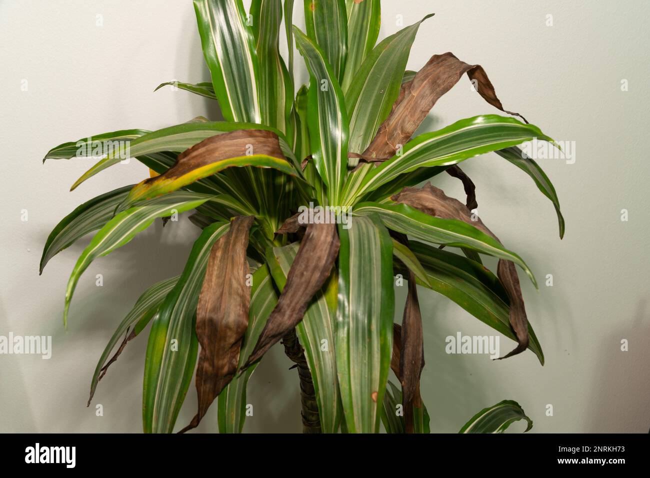 close-up view of brown dead leaves on a Dracaena fragrans deremensis or Ulises indoor houseplant. Stock Photo