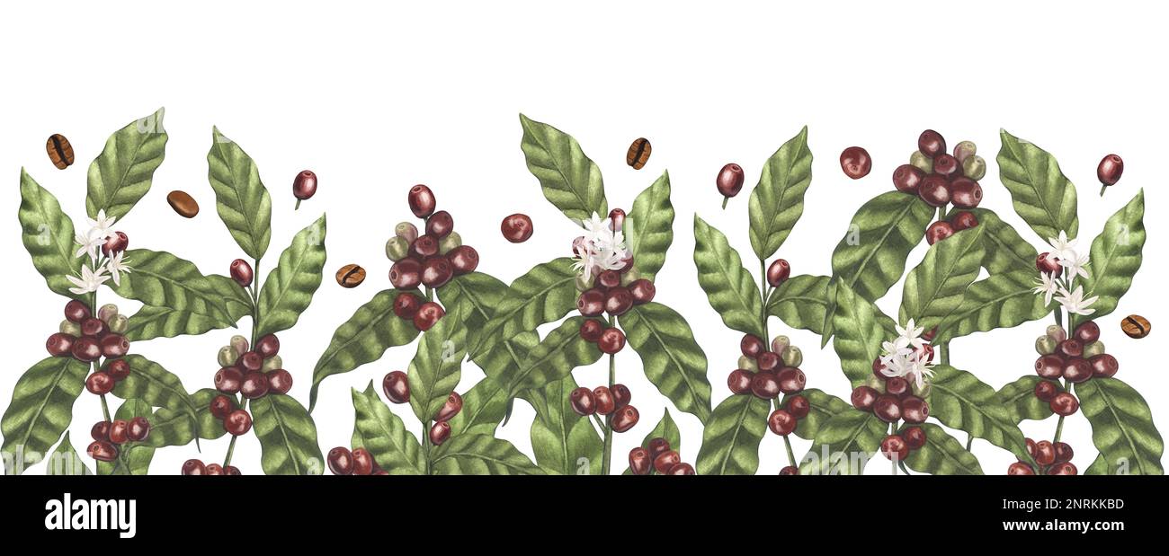 Watercolor frame of red coffee arabica beans on branch with berries ...