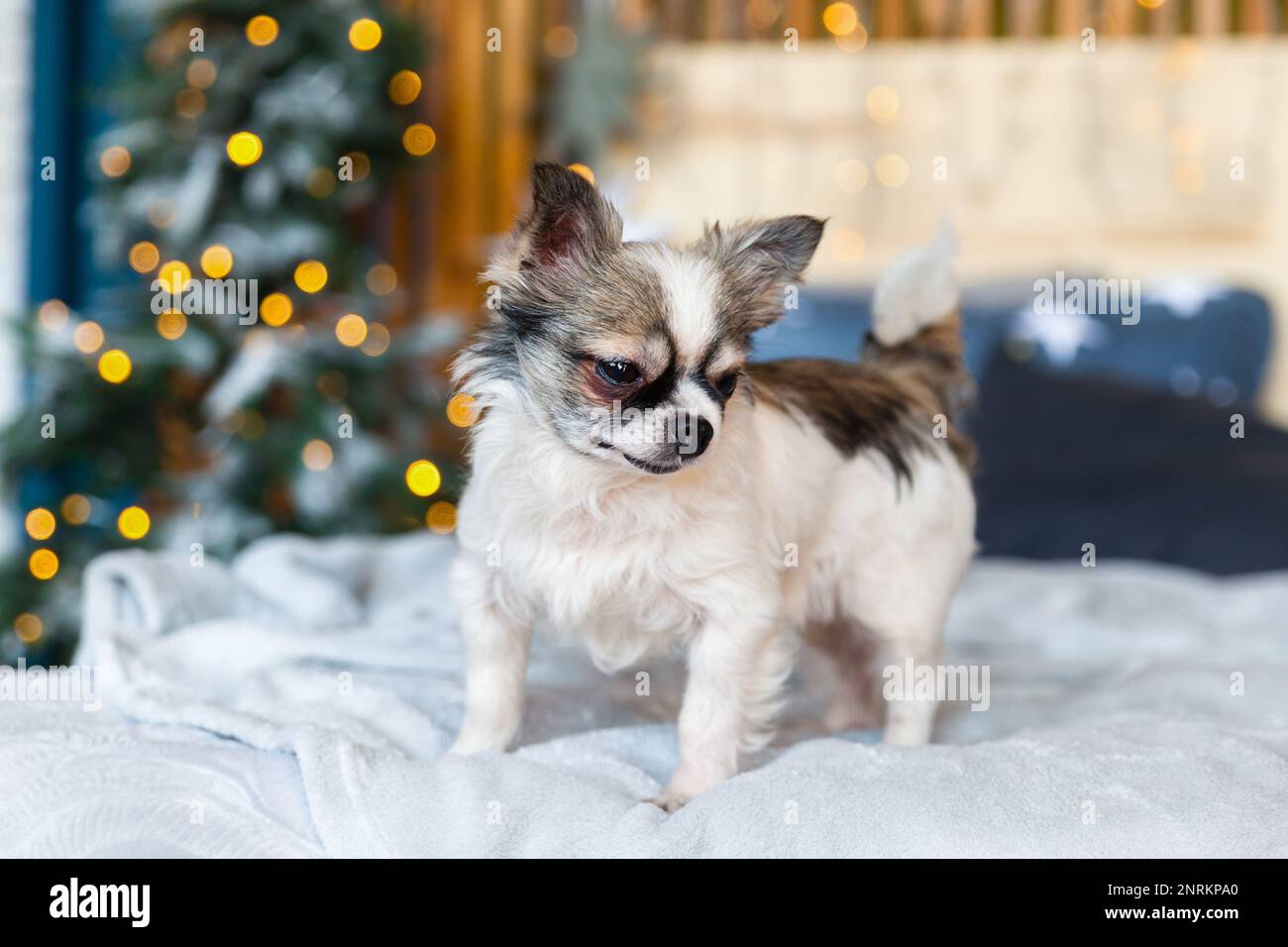 Pretty chihuahua puppy dog in scandinavian style bedroom with