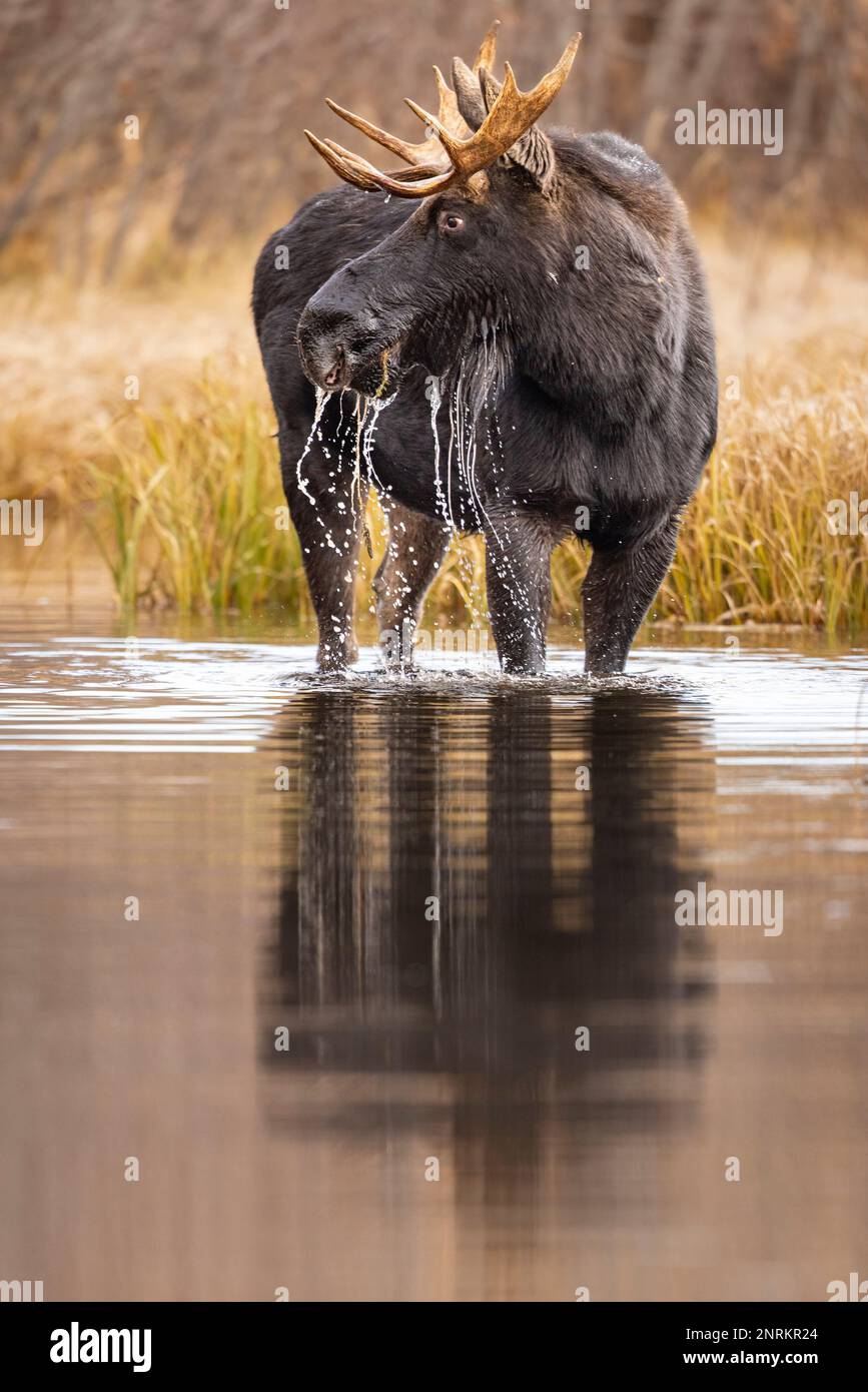 A vertical shot of a large moose in a pond in a field under the ...
