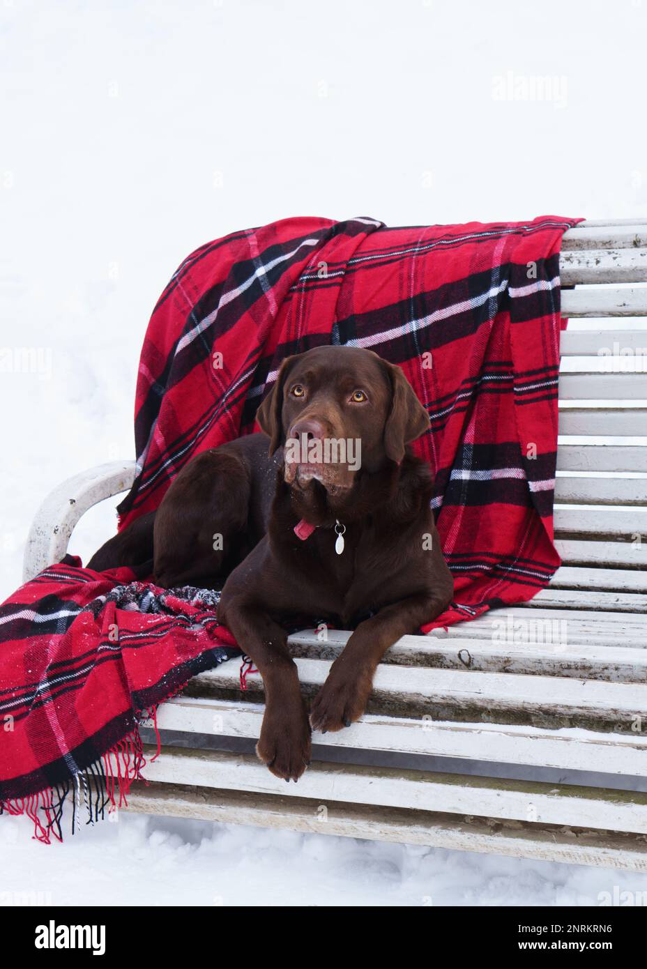 Purebreed adorable brown labrador retriever dog sitting on white