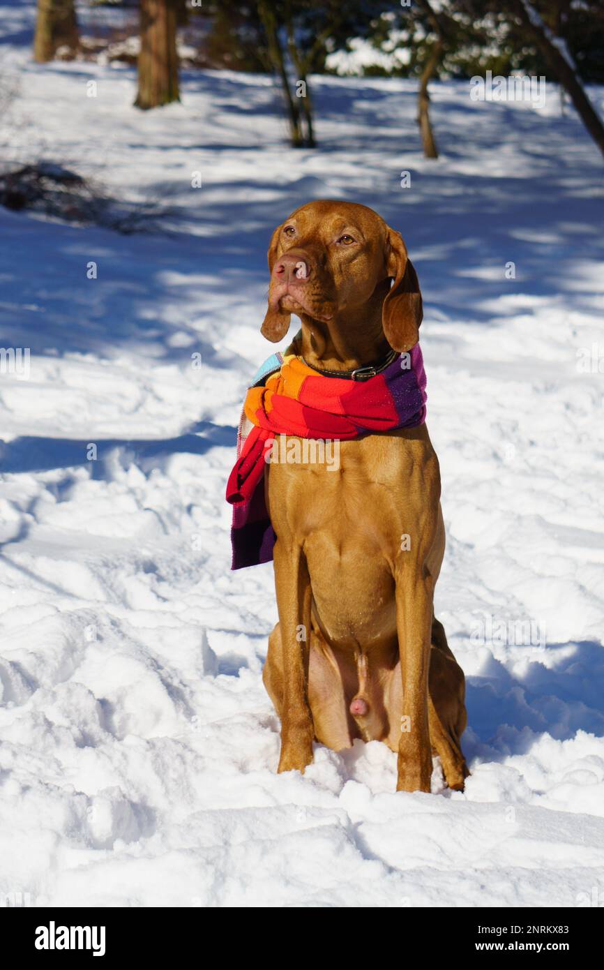Handsome Hungarian Short Wire haired Pointing pointer Dog Vizsla