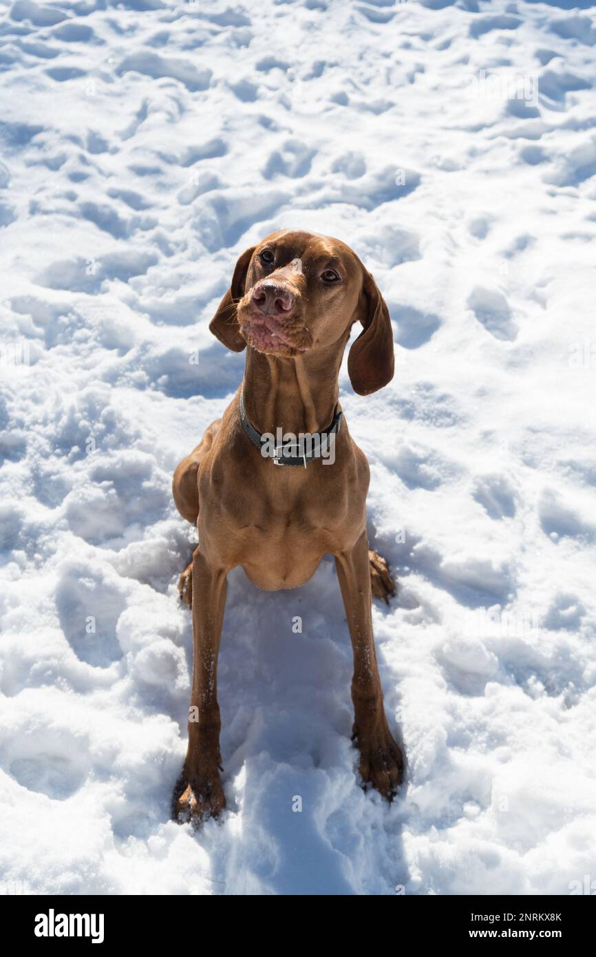 Handsome Hungarian Short Wire haired Pointing pointer Dog Vizsla