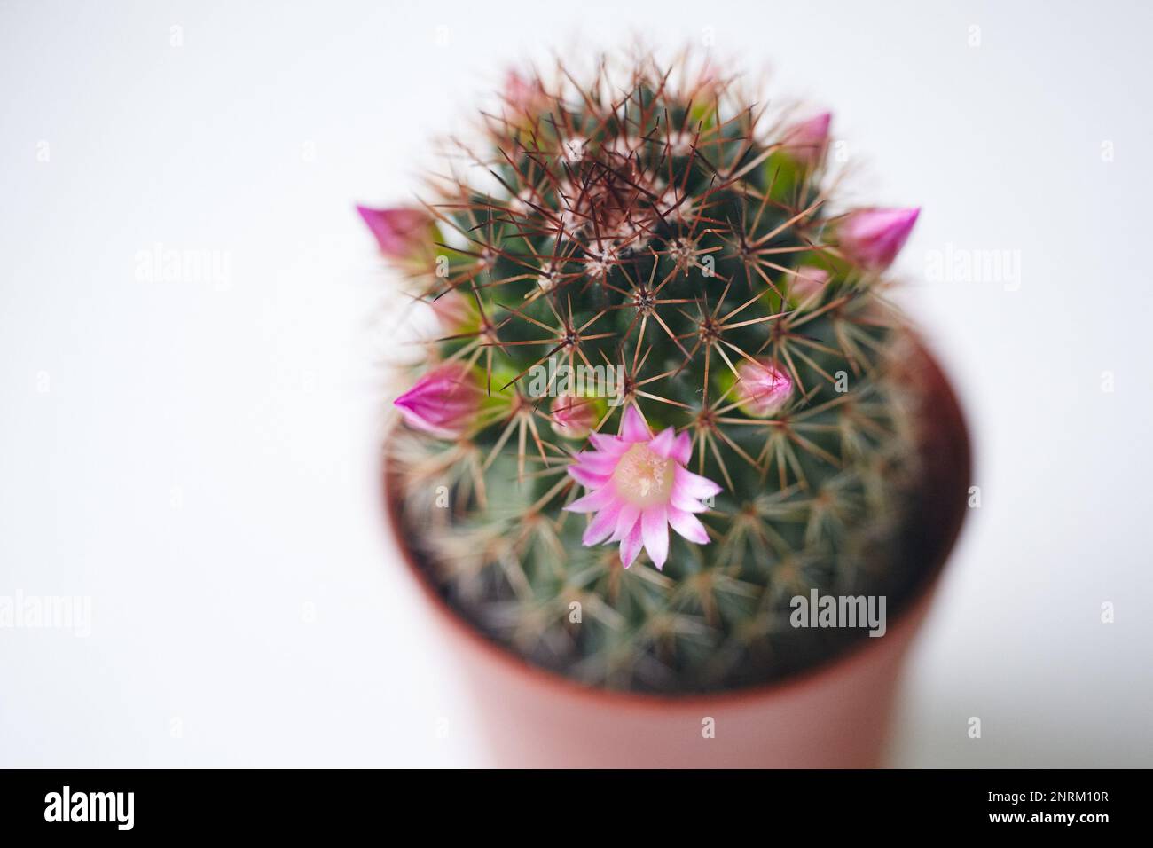 Close-up shoot of the green Mammillaria cactus with pink flowers. Barbed  tenderness Stock Photo - Alamy